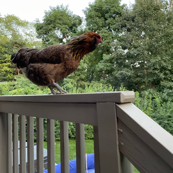 Meet your Posher, David - Picture 1 of 1